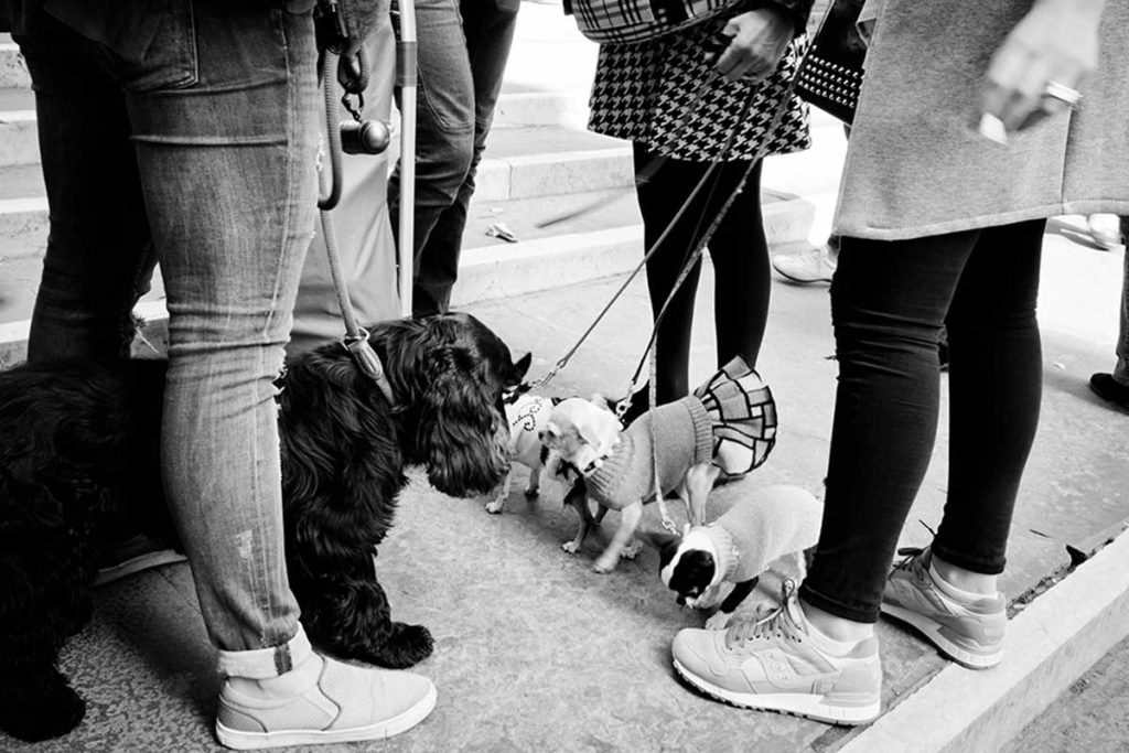 A group of people talk with their dogs