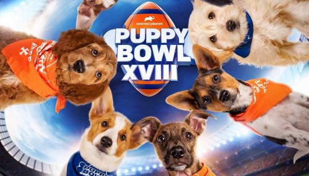 puppy bowl 2022 discovery adopt animal planet