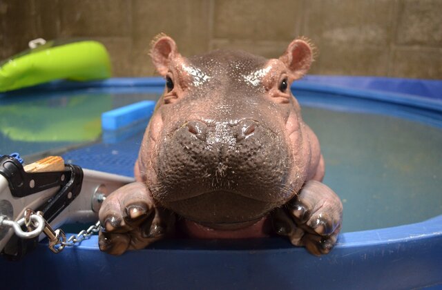 fiona the hippo cincinnati zoo