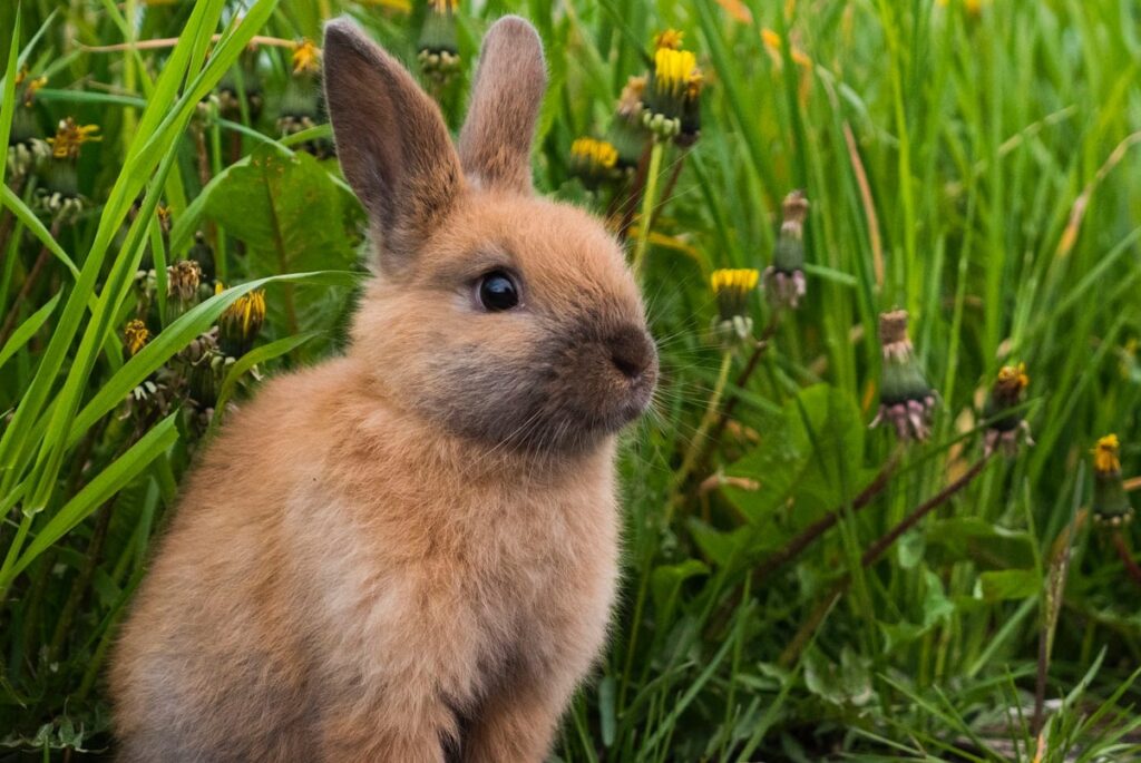 easter bunny Smithsonian magazine ancient origins